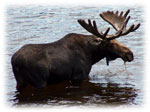 2006-moose-wetlands-pond.jpg