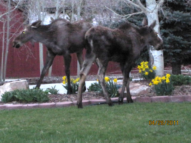 Teen moose in SouthShore neighborhood.