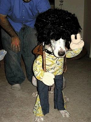 Afro-Peace Cooldog