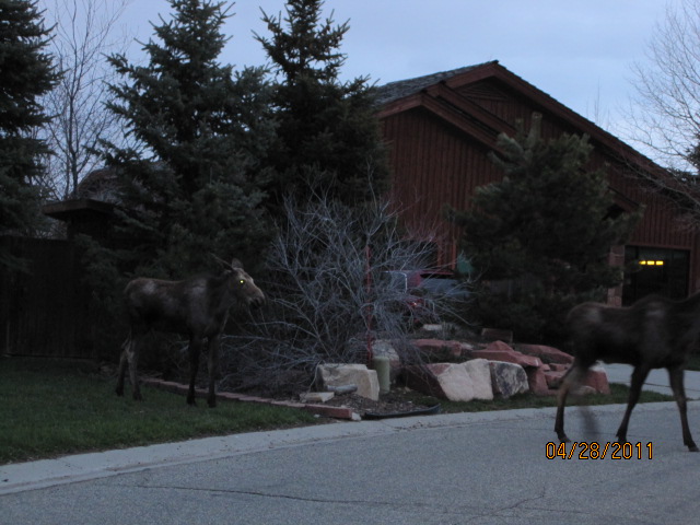 Moose in Silver Springs