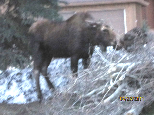 Moose in Silver Meadows parking lot