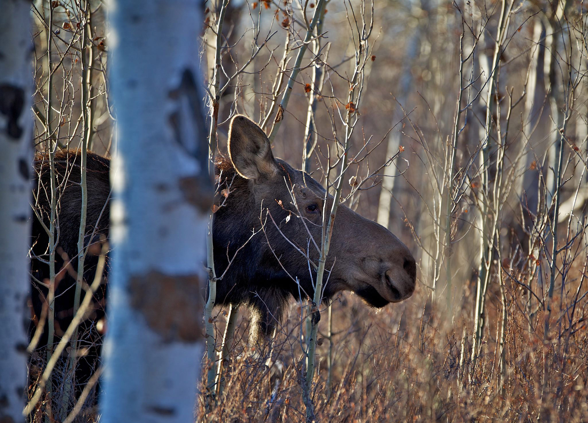Moose cow behind aspen tree